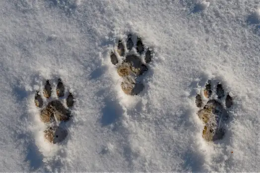 Bear Paw Prints in Snow wildlife tracks nature