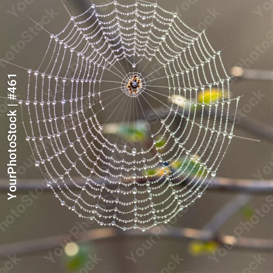 Intricate Spider Web with Water Droplets orb-weaver spider