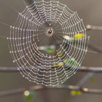 Intricate Spider Web with Water Droplets orb-weaver spider