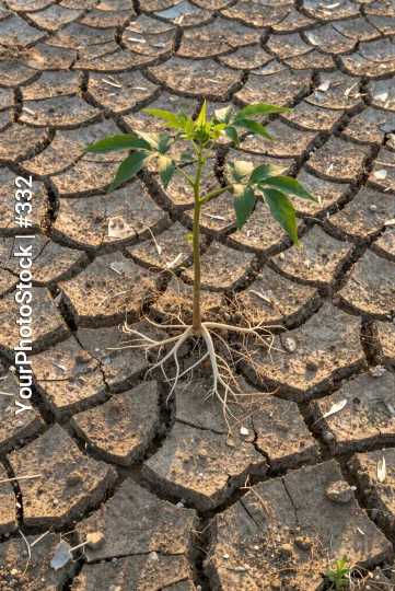 Dry Ground with Growing Plant survival desert