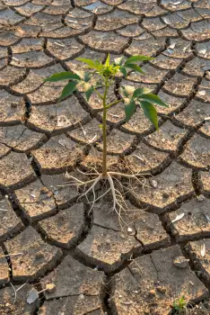 Dry Ground with Growing Plant survival desert