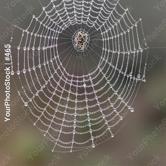 Spider Web with Water Droplets intricate orange and black spider
