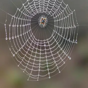 Spider Web with Water Droplets intricate orange and black spider