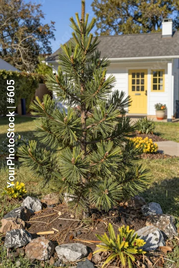 Pine Tree in Front of White House with Yellow Door