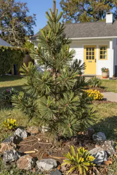 Pine Tree in Front of White House with Yellow Door
