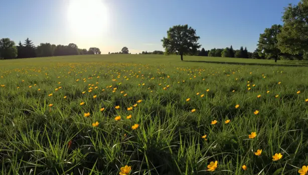 Bright Yellow Flowers Field grass trees sky sunshine
