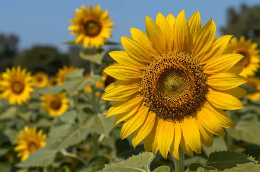 Sunflower in Field close-up vibrant green leaves