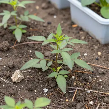 Healthy Small Plant in Garden Bed green leaves