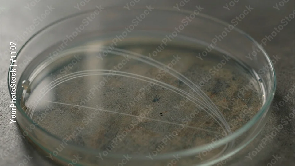 Microbiology Lab: Water Sample in Clear Glass Petri Dish