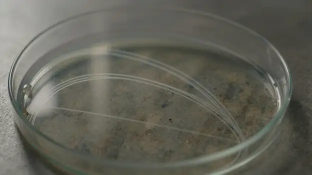 Microbiology Lab: Water Sample in Clear Glass Petri Dish