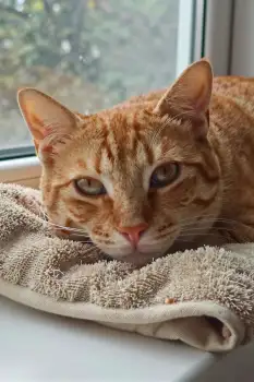 Relaxing Orange Tabby Cat on Windowsill towel