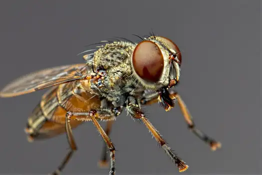 Robber Fly Close-Up insect entomology nature photography