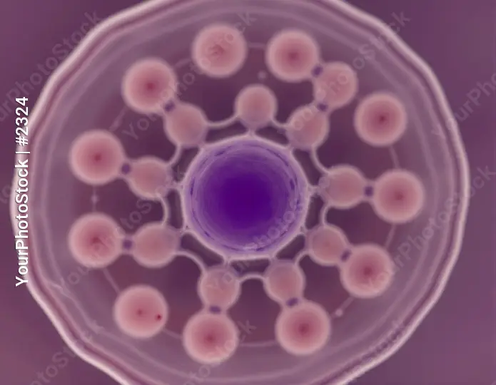 Complex Structure Anatomy - Central Nucleus Surrounded by Radial