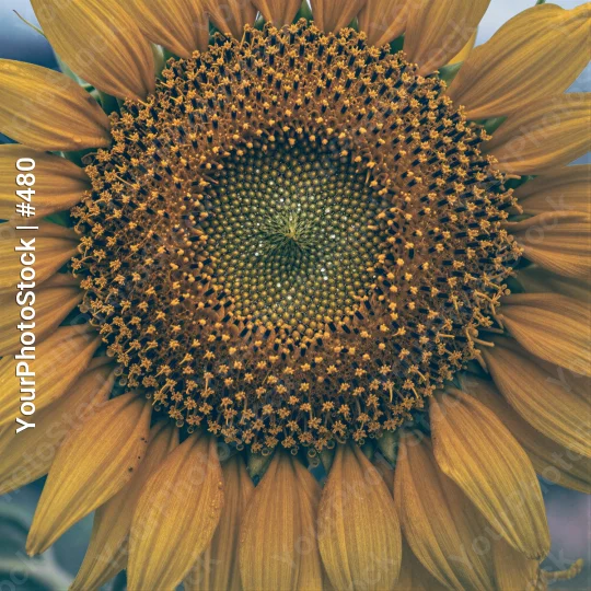 Close-up of Sunflower with Bright Yellow Center