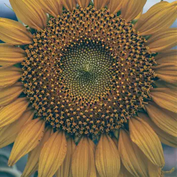 Close-up of Sunflower with Bright Yellow Center