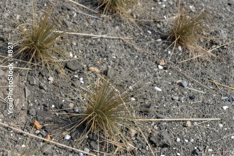 Dry Grasses on Rocky Ground desert peaceful serene