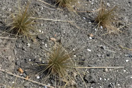 Dry Grasses on Rocky Ground desert peaceful serene