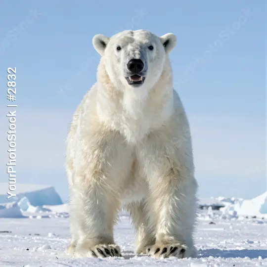Polar Bear on Arctic Ice