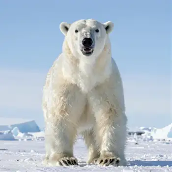 Polar Bear on Arctic Ice