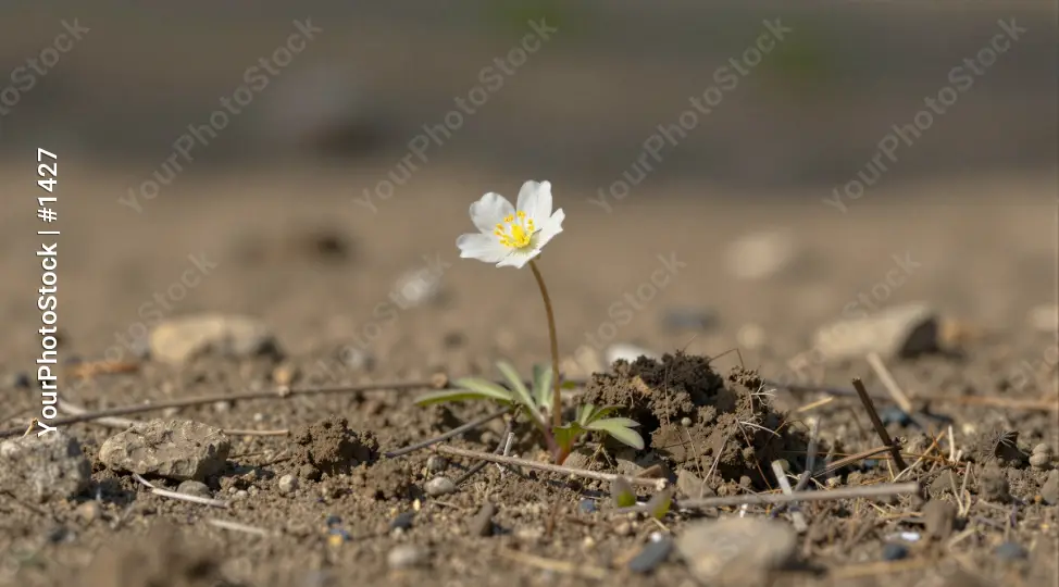Small White Flower Growing in Rocky Ground yellow center