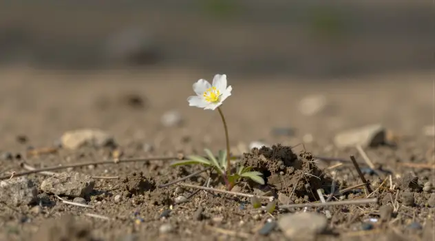 Small White Flower Growing in Rocky Ground yellow center
