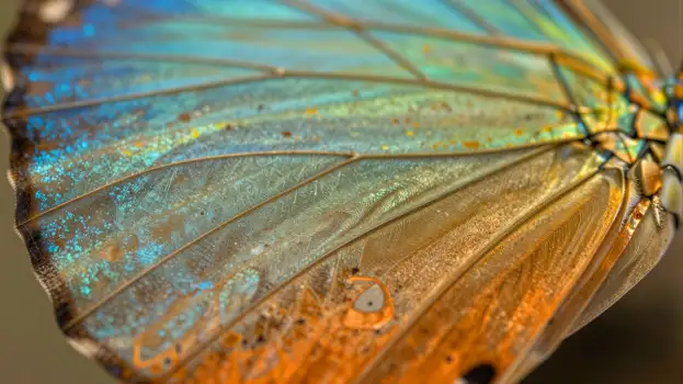 Blue and Orange Butterfly Wing with Water Droplets