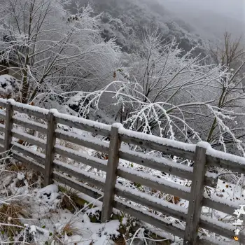 Snowy Wood Fence on Hillside wooden fence trees