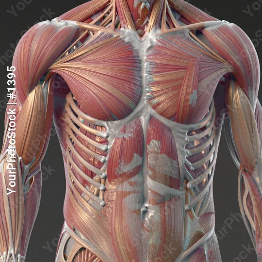 3D Model: Symmetrical Chest Muscles in Pink, Side View