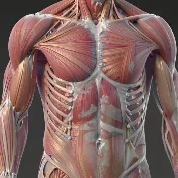 3D Model: Symmetrical Chest Muscles in Pink, Side View