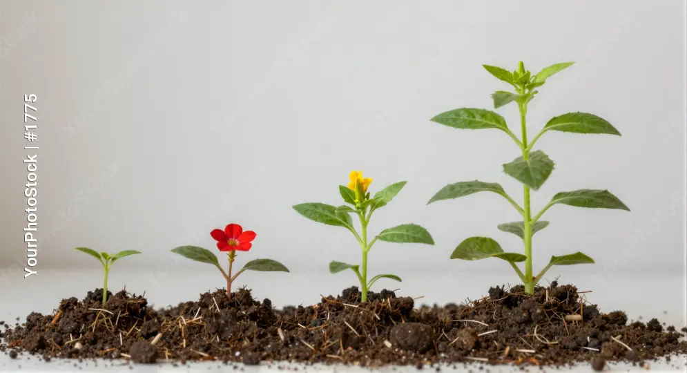 Three Small Plants Growing in Fresh Soil green leaves