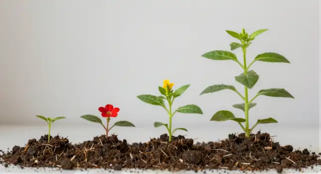 Three Small Plants Growing in Fresh Soil green leaves