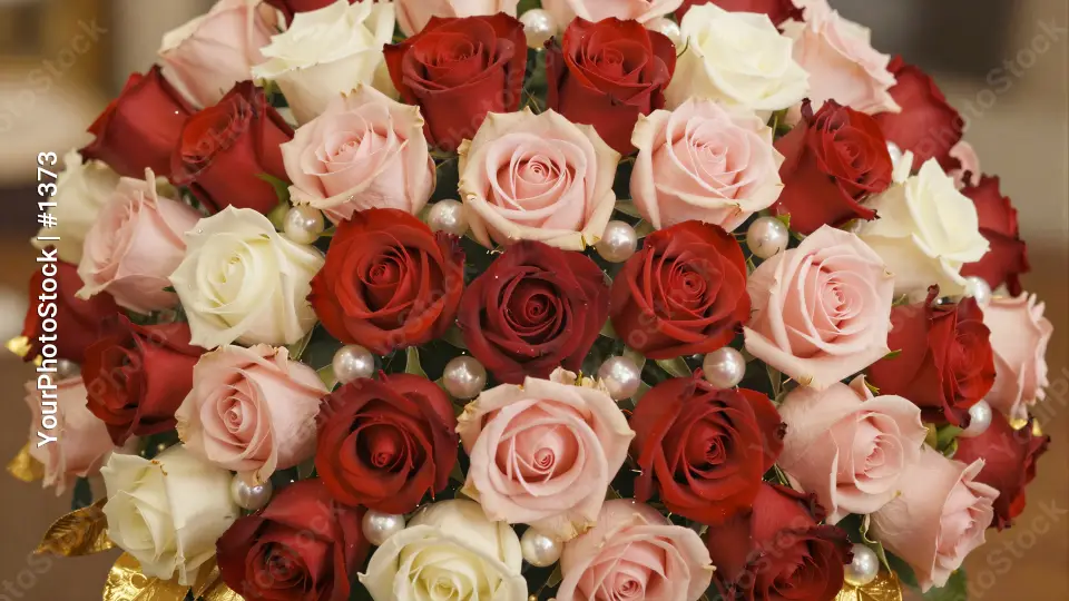 Close-up of elegant red, pink and white roses with cascading petals