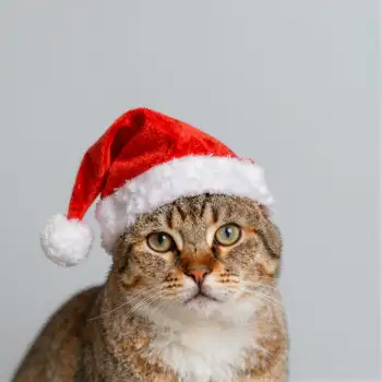 Curious Cat in Red Santa Hat holiday close-up