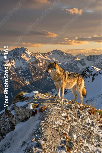 Wolf on Rocky Cliff at Sunset mountains snow ice