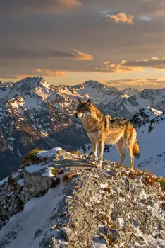 Wolf on Rocky Cliff at Sunset mountains snow ice