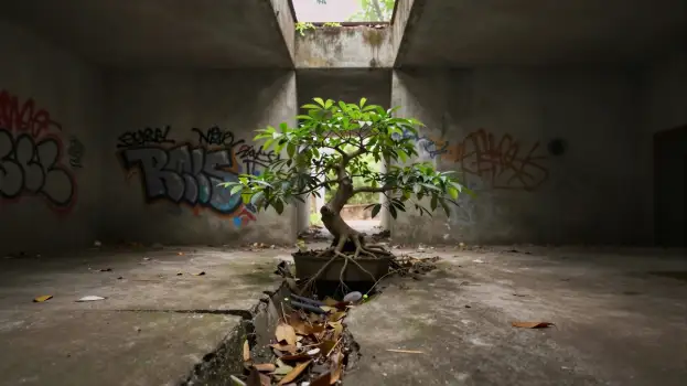 Abandoned Room with Bonsai Tree graffiti neglect