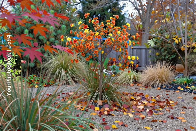 Autumn Garden with Blooming Trees and Fallen Leaves