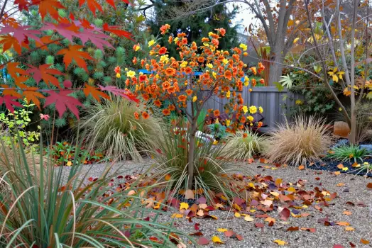 Autumn Garden with Blooming Trees and Fallen Leaves