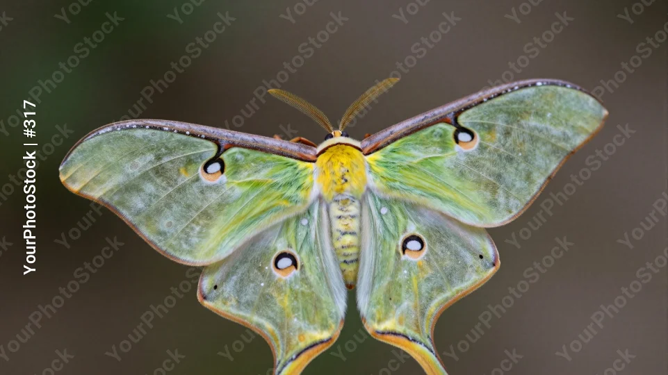 Close-up of a Luna Moth with Spread Wings insect