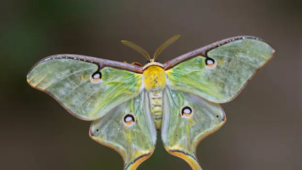 Close-up of a Luna Moth with Spread Wings insect