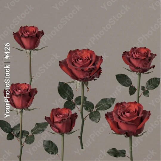 6 Red Roses with Green Leaves Arrangement flowers