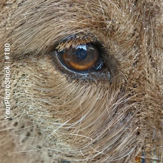 Close-up of Dog's Eye with Brown Iris and Soft Fur