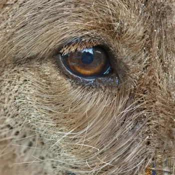 Close-up of Dog's Eye with Brown Iris and Soft Fur