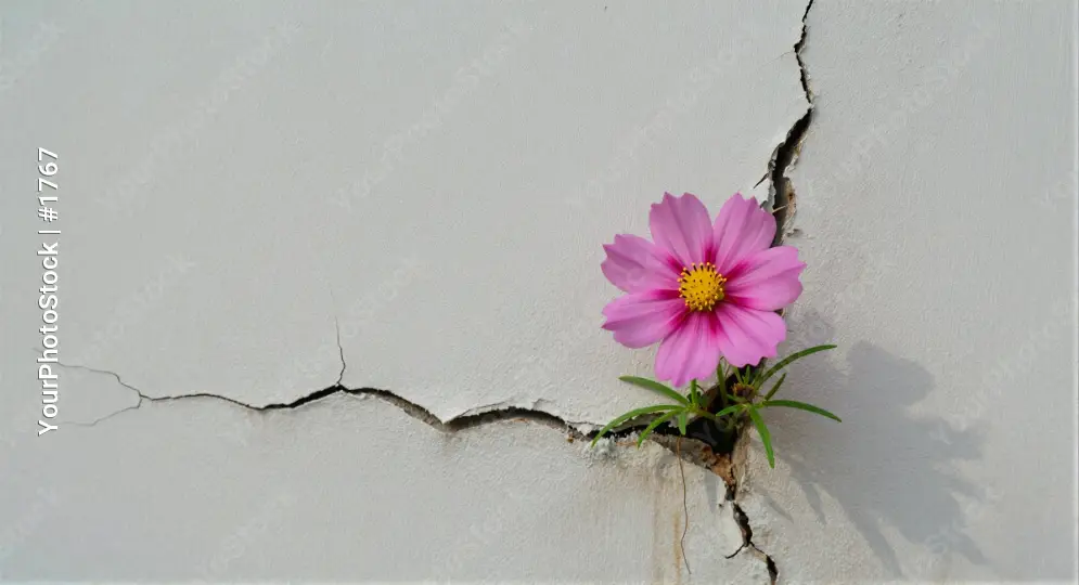 Pink Flower Growing Out of Crack in White Wall