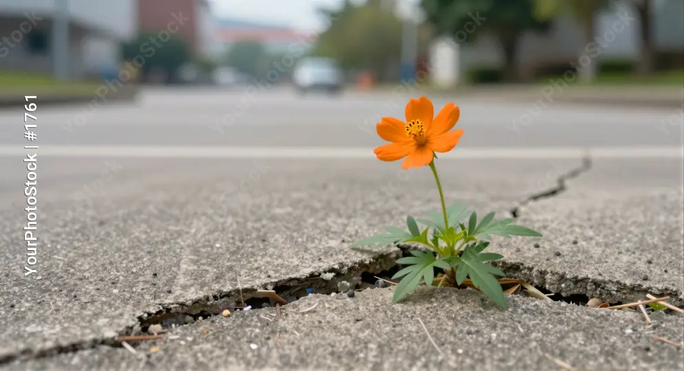Crack in Concrete Pavement Blooming Small Orange Flower