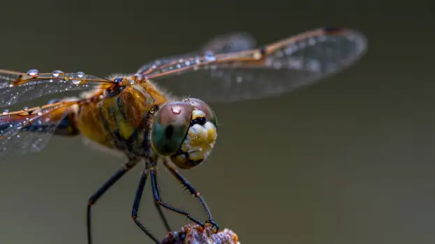 Dragonfly Head Close-Up with Water Drops insect