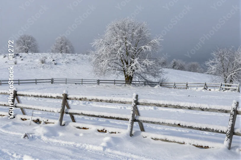 Snowy Landscape with Single Tree winter scene