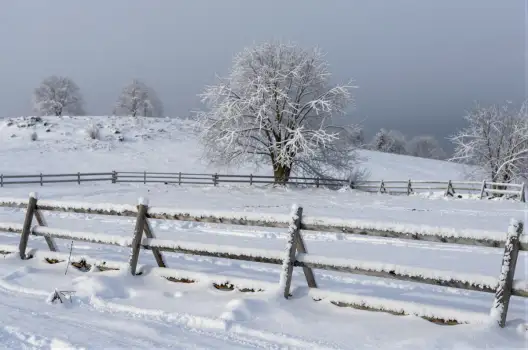Snowy Landscape with Single Tree winter scene