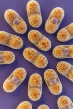 Microscopic View of Bacteria Cells Undergoing Binary Fission