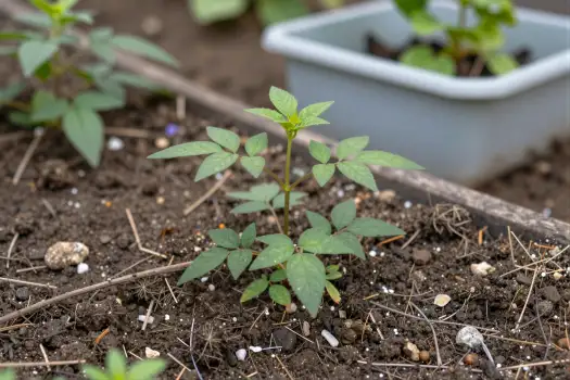 Healthy Plant Growing in Garden Bed soil rocks